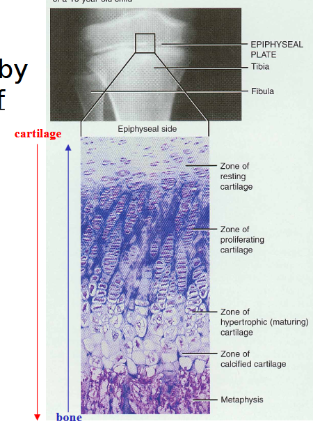 <p>Growth plates. </p><p>Proliferation zone. Chondroblasts proliferate quickly, pushing epiphyses further from diaphysis. </p><p>Hypertrophic zone. Older cartilage cells enlarge and signal matrix to calcify. </p><p>Calcification zone. Calcified matrix forms and chondrocytes die near diaphysis side. Calcified cartilage exists close to diaphysis.</p><p>Ossification zone. Osteoclasts destroy the calcified cartilage and osteoblasts replace with bone tissue. </p><p>Become fully ossifed at 18-21. Growth stops.</p>