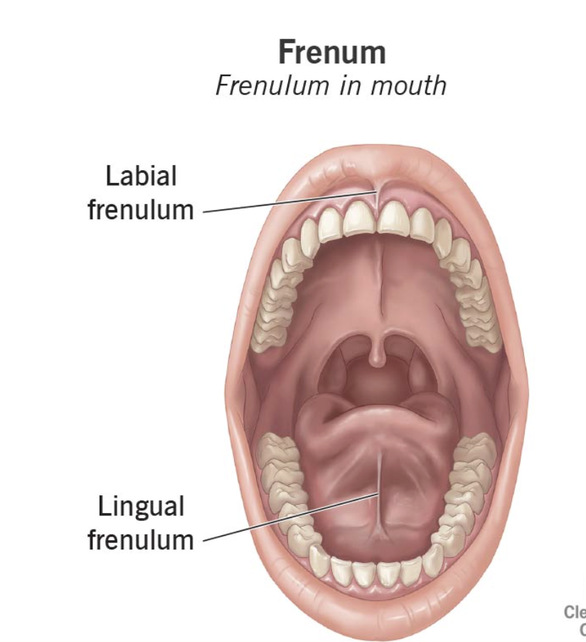 <p>Labial frenulum </p>