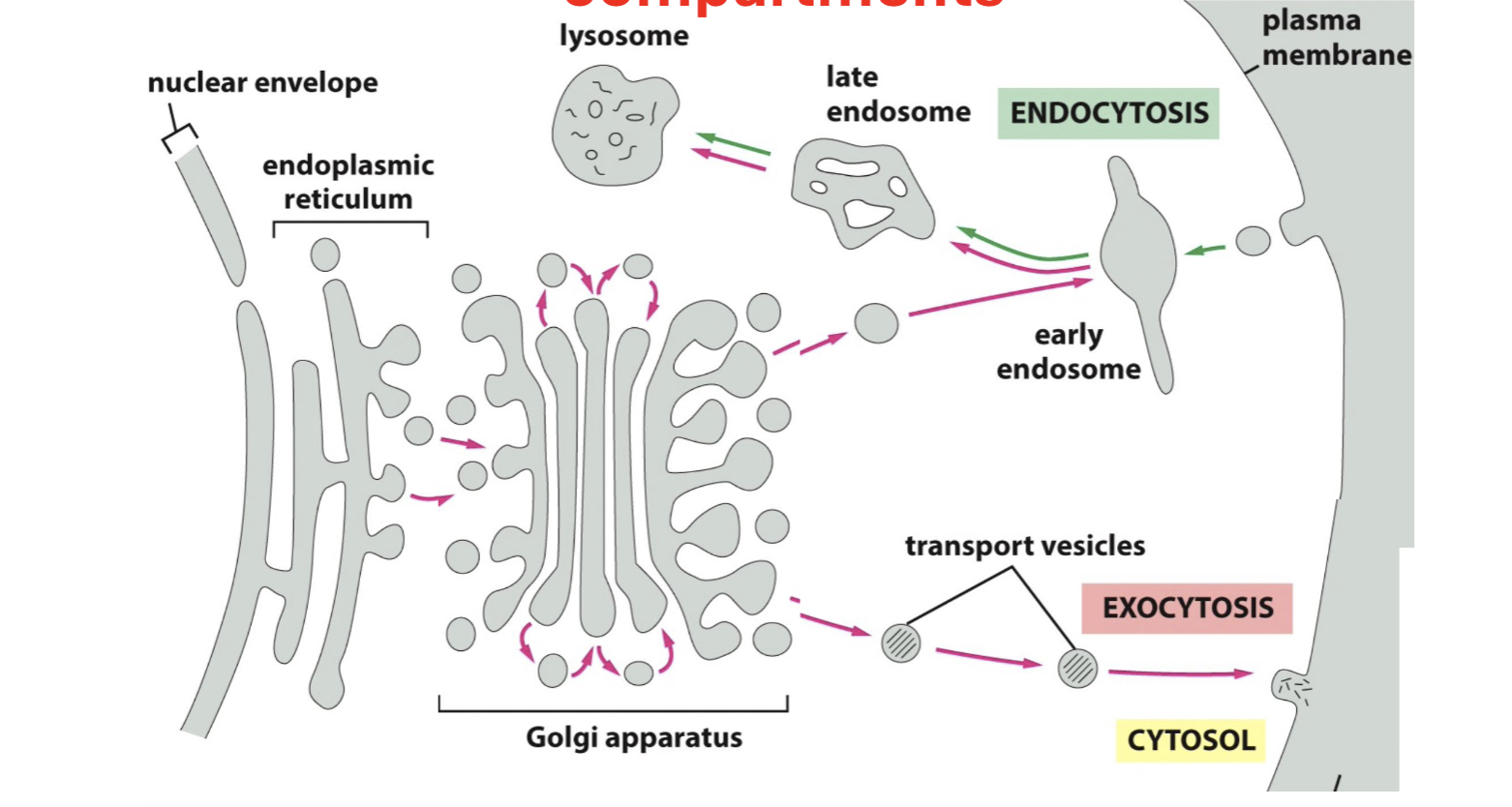 <p>vesicles that form from one membrane can fuse w/ another; vesicle from ER → golgi → endocytosis or exocytosis (transport vesicles containing soluble proteins)</p>