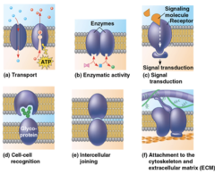 <p>-transport</p><p>-location of Enzyme activity</p><p>-signal transduction</p><p>-cell-cell recognition</p><p>-intercellular joining</p><p>-attach to cytoskeleton and ECM</p>