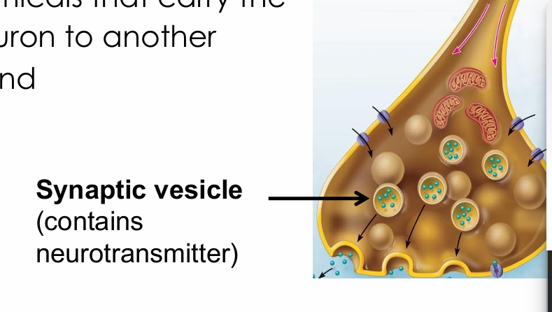 <ul><li><p>Synaptic vesicles storing neurotransmitters</p></li></ul><p></p>