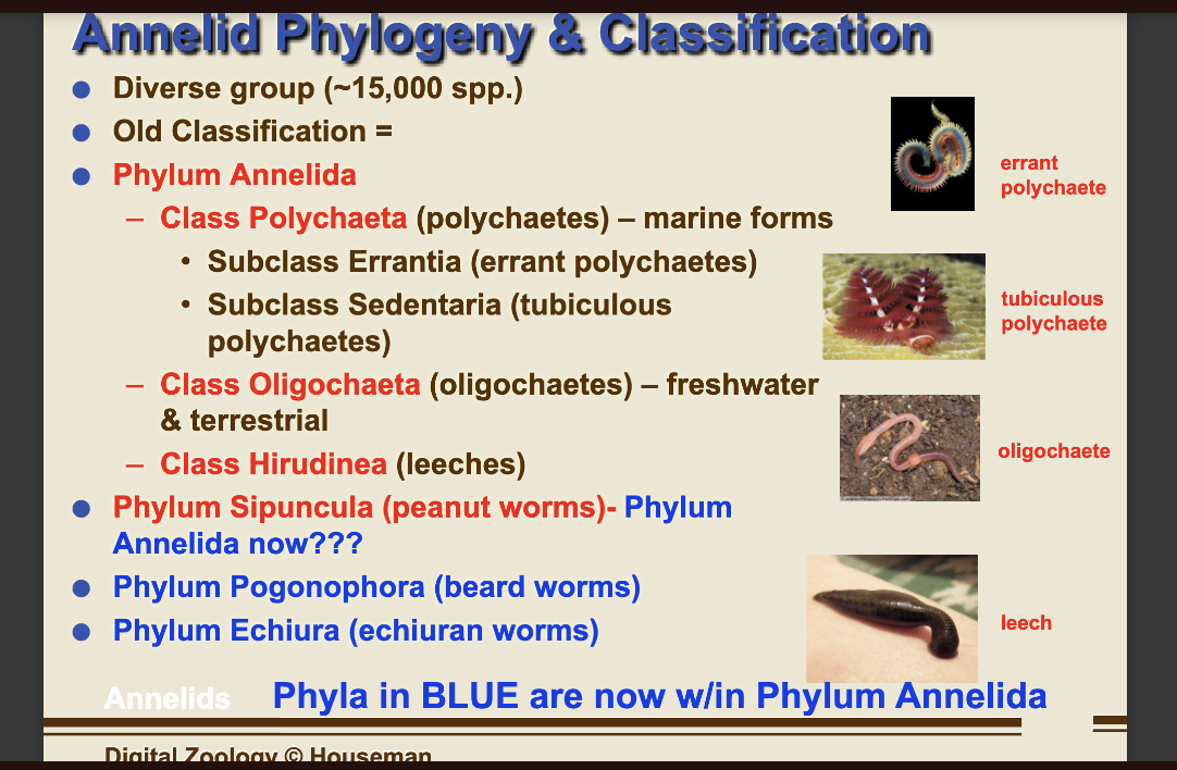 <p>marine worms: polychaetes -many chaetea </p><p>errant- moving/active</p><p>sedentaria- sitting/lazy </p><p>fresh/terrestrial worms:</p><p>oligochaeta- few chaetea </p><p>peanut worms, beard worms, echiuran worms are all part of annelida now but its messing everything up cuz DNA evidence…. nothing makes sense now </p>