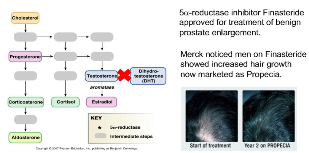 <ul><li><p>5a-reductase inhibitor (Finasteride) used for the treatment of the enlargement for the prostate - prevents the testosterone from being converted into DHT and affected the prostate tissue</p></li><li><p>Also helps with better hair growth</p></li><li><p>A.k.a Propecia</p></li><li><p>Side effects: depression, libido, fatigue</p></li></ul><p></p>