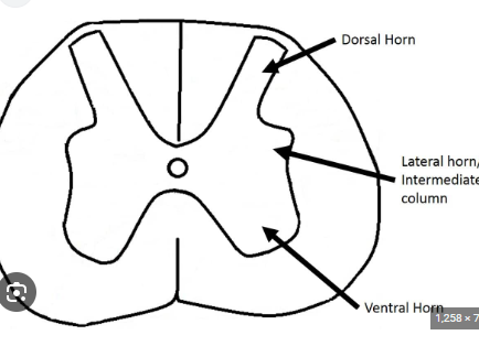<p>dorsal horn → afferent sensory </p><p>ventral horn → efferent motor</p><p>lateral → autonomic sympathetic </p>