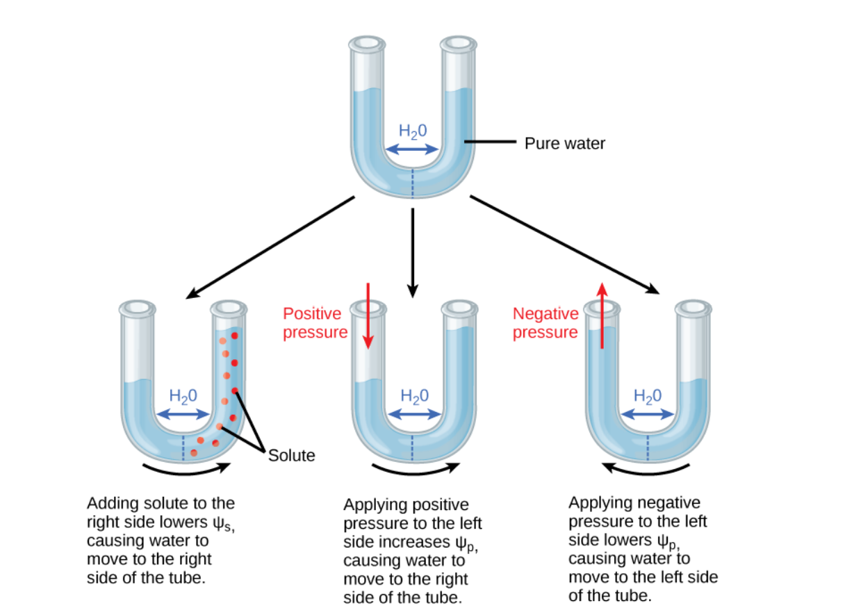 <ul><li><p>the physical pressure on a solution</p></li><li><p>may be positive or negative</p></li><li><p>positive pressure (compression) increases Ψ<sub>p </sub>and negative pressure (vacuum) decreases Ψ<sub>p</sub></p></li><li><p>pos pressure inside cells is contained by a rigid cell wall → produces turgor pressure</p></li><li><p>plant cells can indirectly manipulate Ψ<sub>p</sub>&nbsp;via their ability to directly manipulate Ψ<sub>s</sub> and by the process of osmosis: if a plant cell increases the cytoplasmic solute concentration, then Ψ<sub>s</sub> will decline and water will move into the cell by osmosis, causing&nbsp;Ψ<sub>p</sub> to increase.&nbsp;</p></li><li><p>stomatal openings allow water to evaporate from the leaf, reducing Ψ<sub>p</sub> and Ψ<sub>total</sub> of the leaf and increasing the water potential difference between the water in the leaf and the petiole, thereby allowing water to flow from the petiole into the leaf</p></li><li><p><span>example of the effect of turgor pressure is the wilting of leaves and their restoration after the plant has been watered. Water is lost from the leaves via transpiration (approaching&nbsp;Ψ</span><sub>p</sub><span>&nbsp;= 0 MPa at the wilting point) and restored by uptake via the roots</span></p></li></ul><p></p>