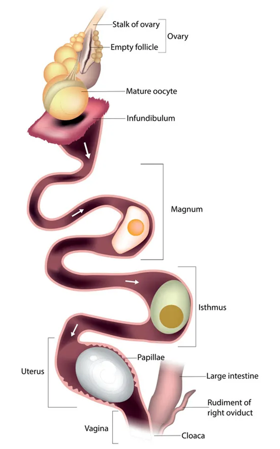 <ul><li><p>eggs develop in 24 hours; 1 egg/day</p></li><li><p>embryo develops on top of yolk</p></li><li><p><u>yolk</u> is rich in fat, protein, and other nutrients</p></li><li><p><u>albumen</u>: water supply, shock absorber, prevents rapid cooling of egg when not being incubated</p></li><li><p><span>3-layed <u>shell</u>:</span></p><ul><li><p>hard outer layer is calcium carbonate embedded in a collagen lattice</p></li><li><p>2 inner membranes to which shell adheres</p></li></ul></li></ul><p></p>
