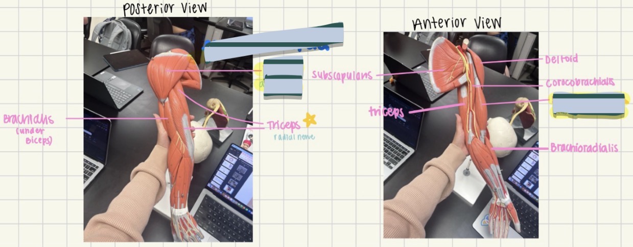 <p>Identify the deltoid and biceps brachii muscles.</p>