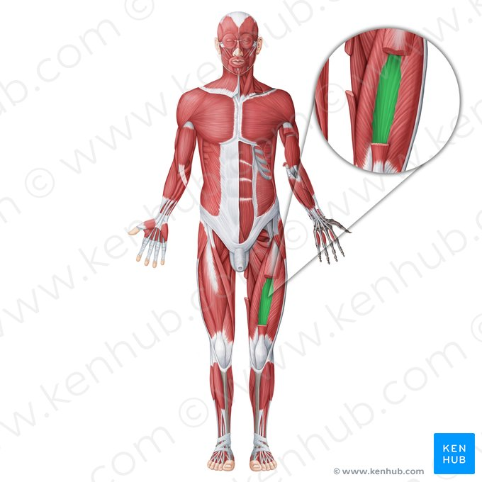 <p>ID muscle and innervation </p>