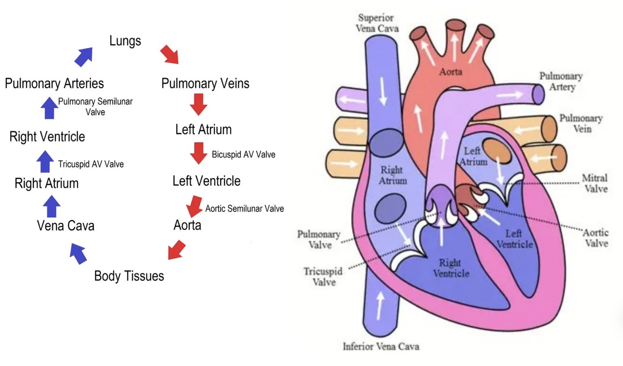 <p>Blood flow through the heart</p>