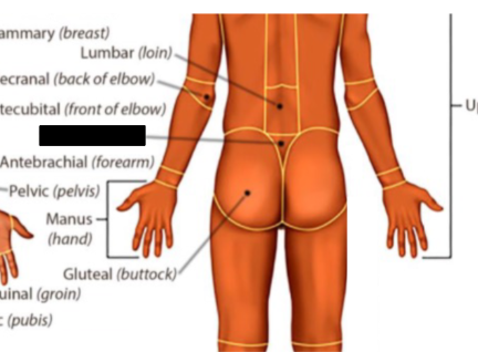 <p>what anatomical region is this?</p>