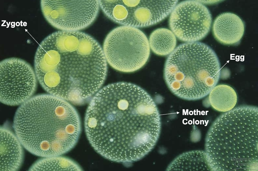 <p>(Phylum Plantae)</p>