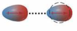 <p>forces arise between polar and nonpolar molecules</p>