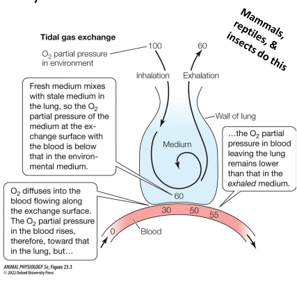 <p>Breathing organ is never completely emptied between breaths • Fresh &amp; stale media mix. • The O2 partial pressure of medium in contact with the gas exchange membrane is therefore often much lower than the partial pressure of the inhaled medium</p>