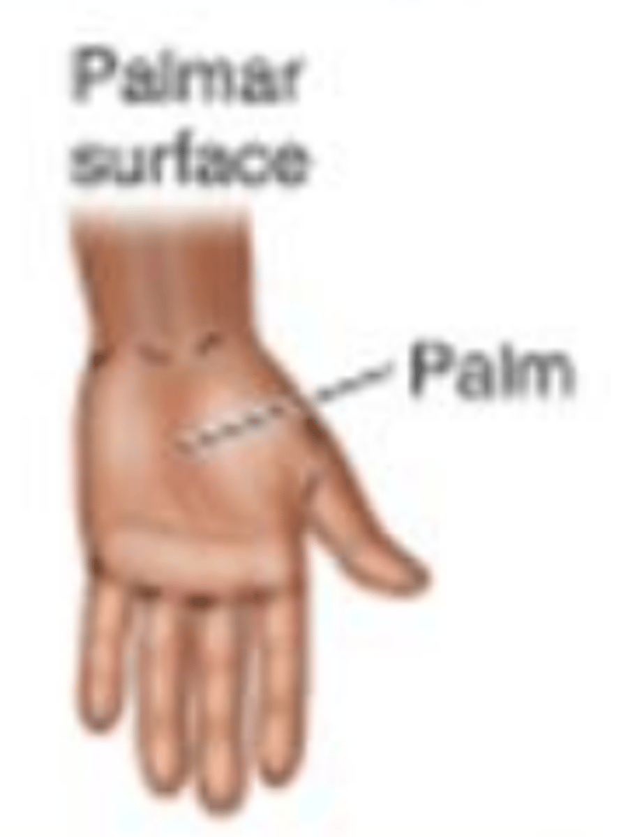 <p>Palm of hand (palm)</p>