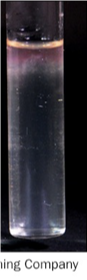 <p><span>•</span><span style="font-family: "Tw Cen MT";">Microaerophile</span></p>