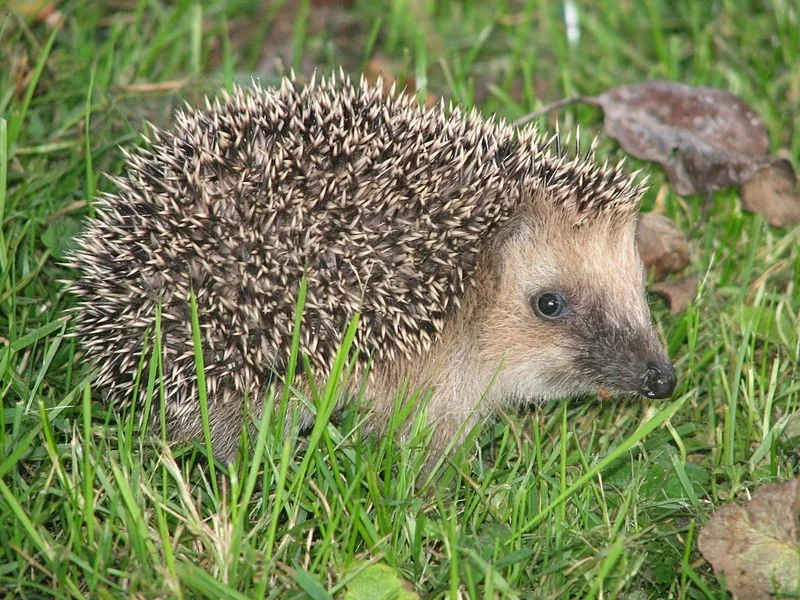 <p>"rozcuchaný", světlá náprsenka</p>