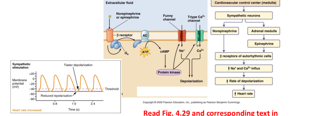 <p>Via Beta Adrenergic Receptors.</p>