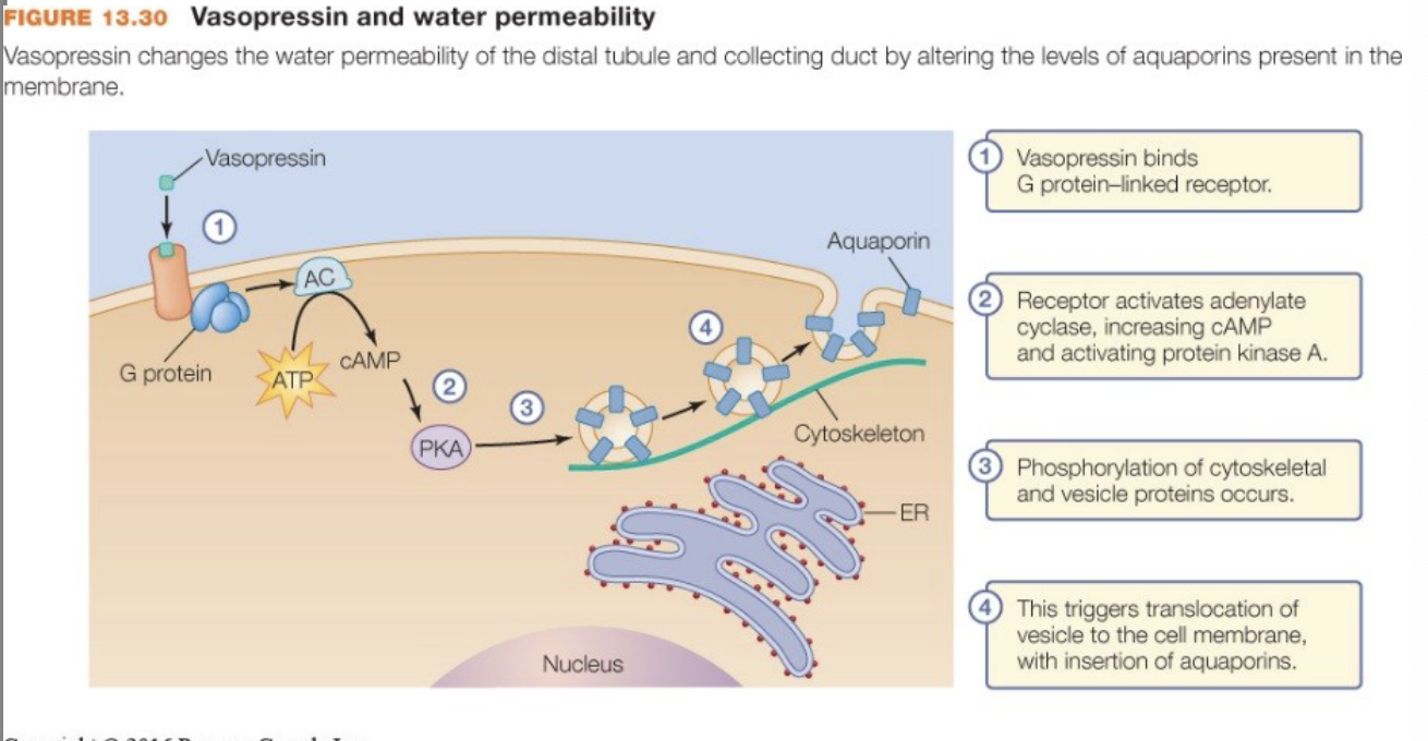 <ul><li><p>vasopressin/ADH (anti diuretic hormone)</p><ul><li><p>↑ reabsorption of water</p></li><li><p>inserts aquaporins in the collecting duct (very few on it before this)</p></li></ul></li><li><p>adlosterone</p><ul><li><p>renin → angiotensin (constrict vessels, ↑bp) → aldosterone</p><ul><li><p>renin released by kidneys due to ↓ blood pressure, helps ↑bp</p></li></ul></li><li><p>↑ reabsorption of sodium (water follow sodium), ↑ secretion of potassium</p></li><li><p>inserts sodium-potassium ATPase pump to use for this</p></li></ul></li><li><p>atrial natriuretic peptide</p><ul><li><p>↓ reabsorption of sodium/natrium (water follows), ↓ secretion of potassium</p></li><li><p>↓ ADH and aldosterone release</p></li><li><p>↑ GFR </p></li></ul></li></ul><p></p>