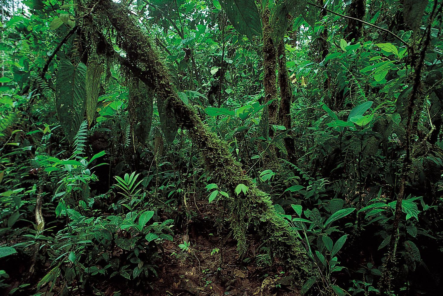 <p><span>Tropical Forest</span></p>