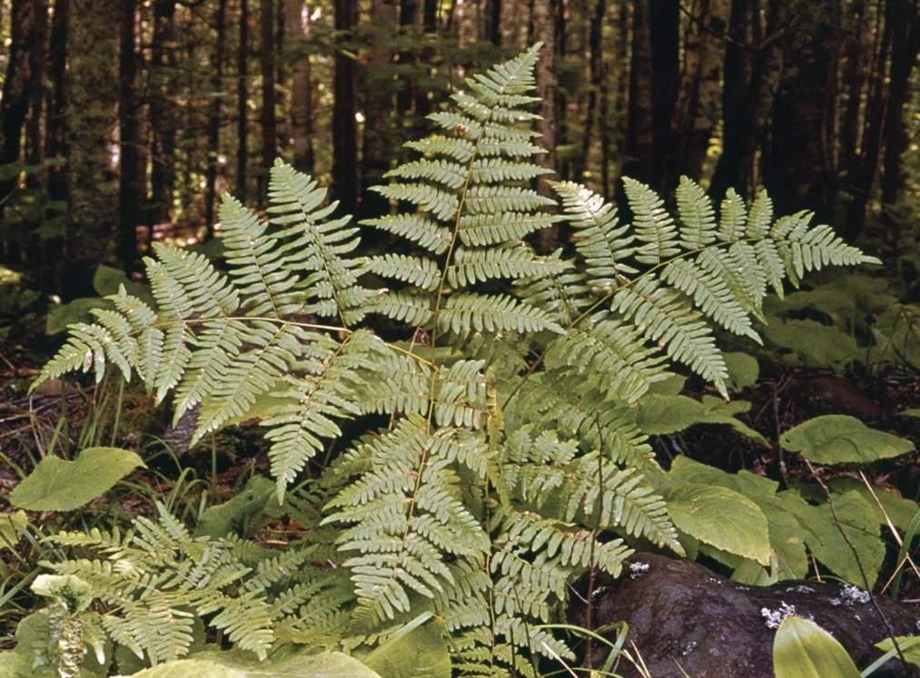term image