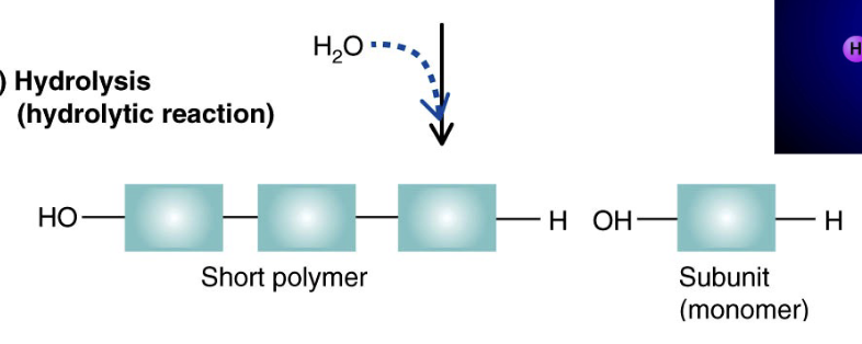 <p>polymers breakdown by addition of water </p>