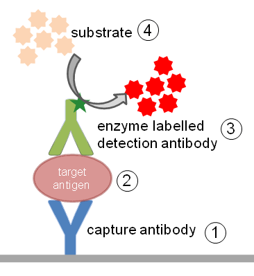 <ul><li><p>patient antigen binds to reagent antibody and a labeled reagent antibody binds to the immune complex</p></li><li><p><strong>patient Ag + reagent AB + reagent labeled AB</strong></p></li><li><p>more patient antigen = more labeled immune complexes</p></li></ul><p></p>