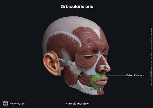 <p>Function: closes and protrudes lips</p>