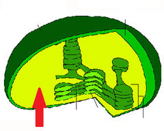 <p>What is the fluid-filled space that contains enzymes for the light-independent reactions called?</p>