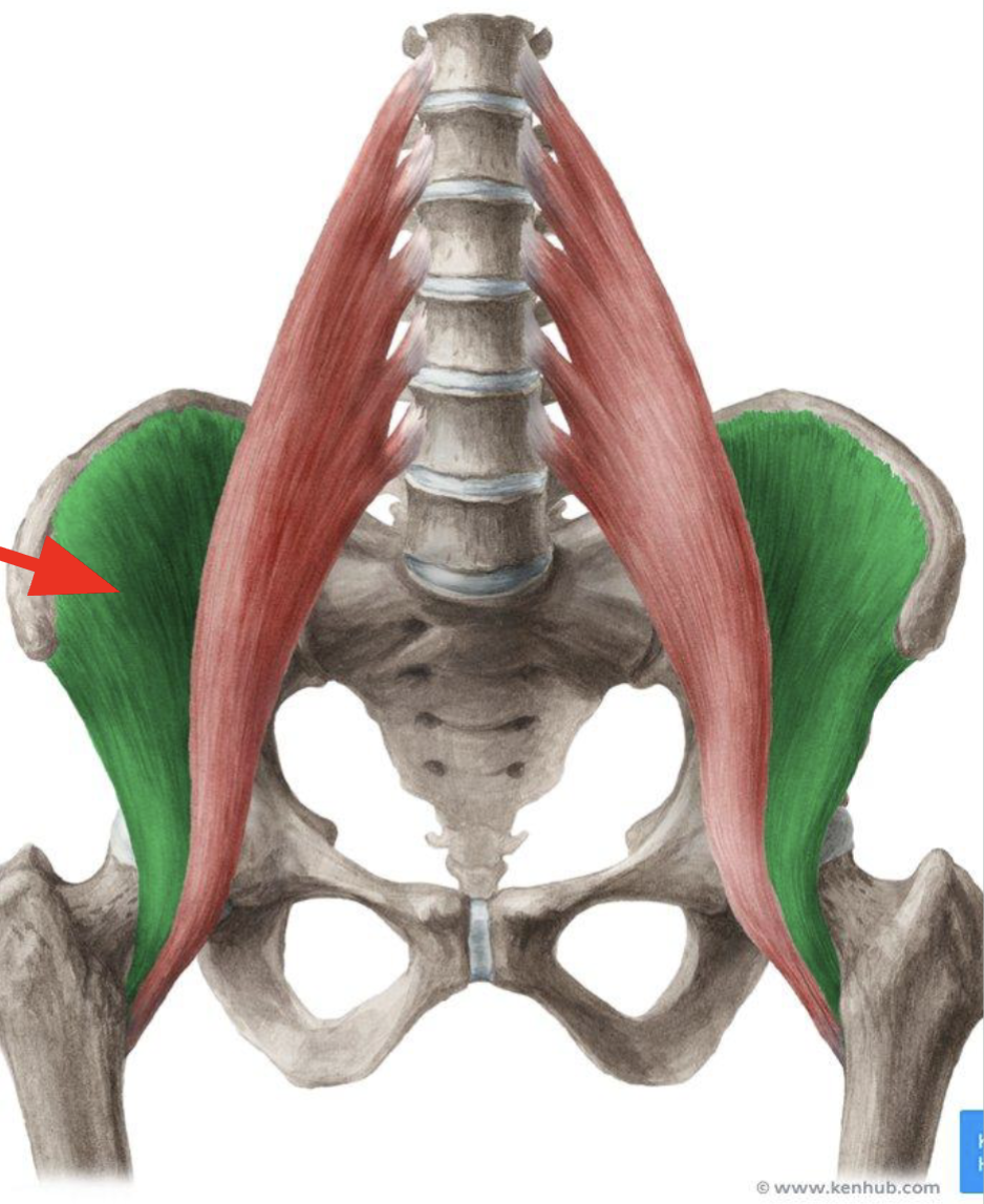 <p>Origin: Iliac fossa, iliac crest</p><p>Insertion: Lesser trochanter of femur</p><p>Action: Hip Flexion</p><p>Innervation: Femoral Nerve</p>