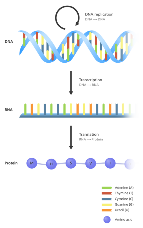 <p>DNA is transcribed to mRNA which is translated to protein</p>