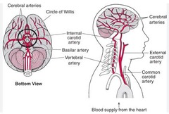 <p>An arterial network at the base of the brain that supplies blood to the brain.</p>