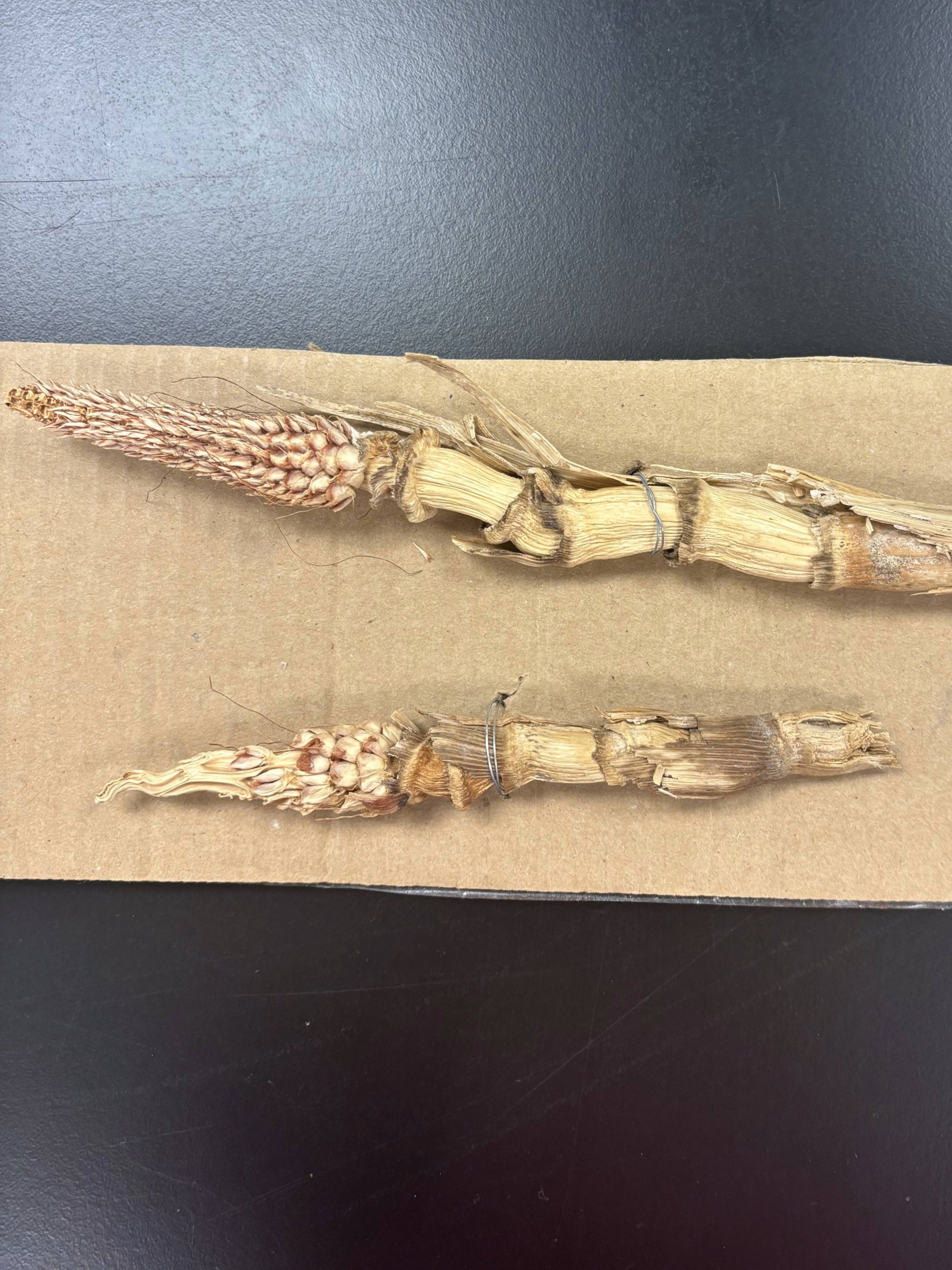 <p>Ear development arrested or stopped prematurely</p>