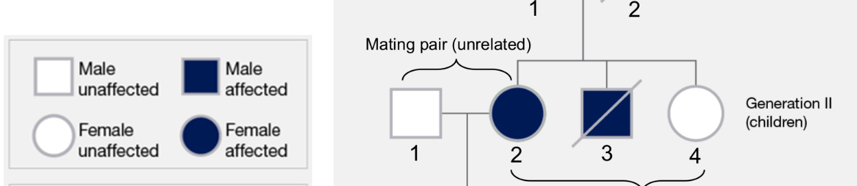 <p>These are maps that represent related individuals </p>