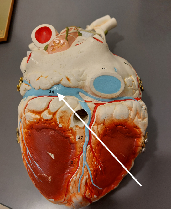 <p>34</p>