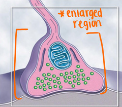 <p>rounded areas on the end of the axon terminals</p>