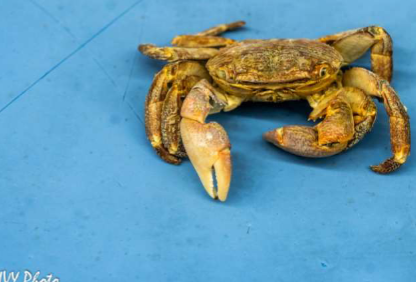 <p>Subphylum and name?</p>