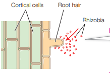 <p>root hairs release flavonoids and other chemical signals that attract rhizobia</p>