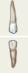<p>3rd tooth from center, for tearing/slashing food</p>