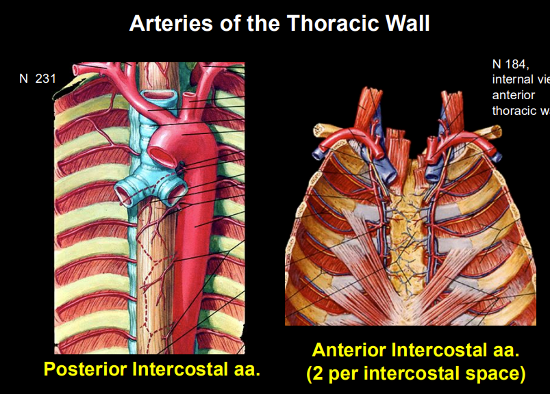 <p>Answer: Two per intercostal space.</p><p>Extra Information:</p><ul><li><p>They contribute to the arterial supply of the anterior thoracic wall.</p></li></ul><p></p>
