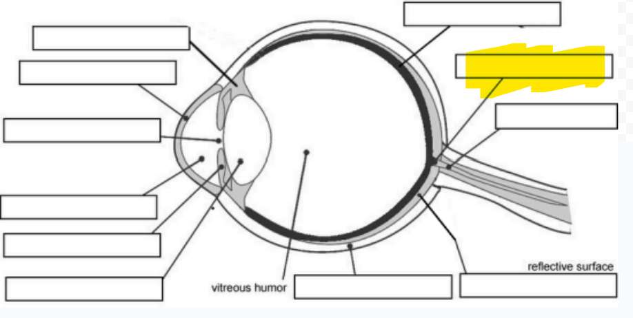 <p>“Blindspot”;  no photoreceptors present</p>
