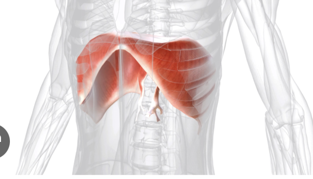 <p>Muscles of breathing - vertebral column</p>