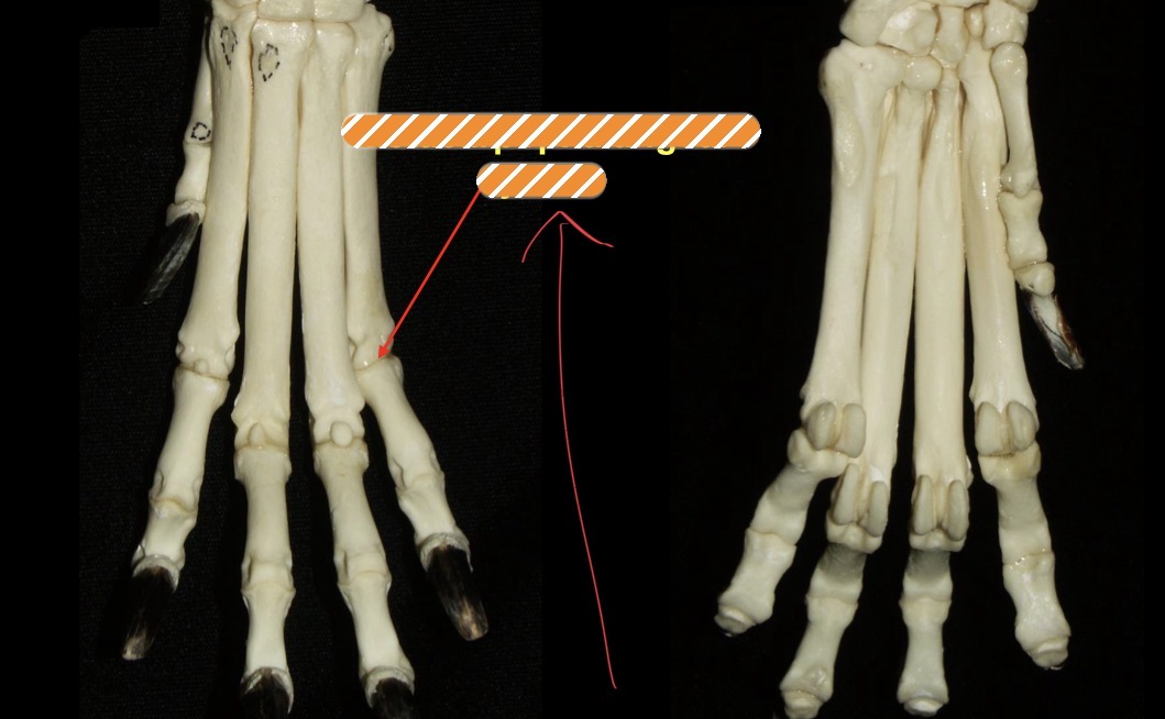 <p>Identify the joint</p>