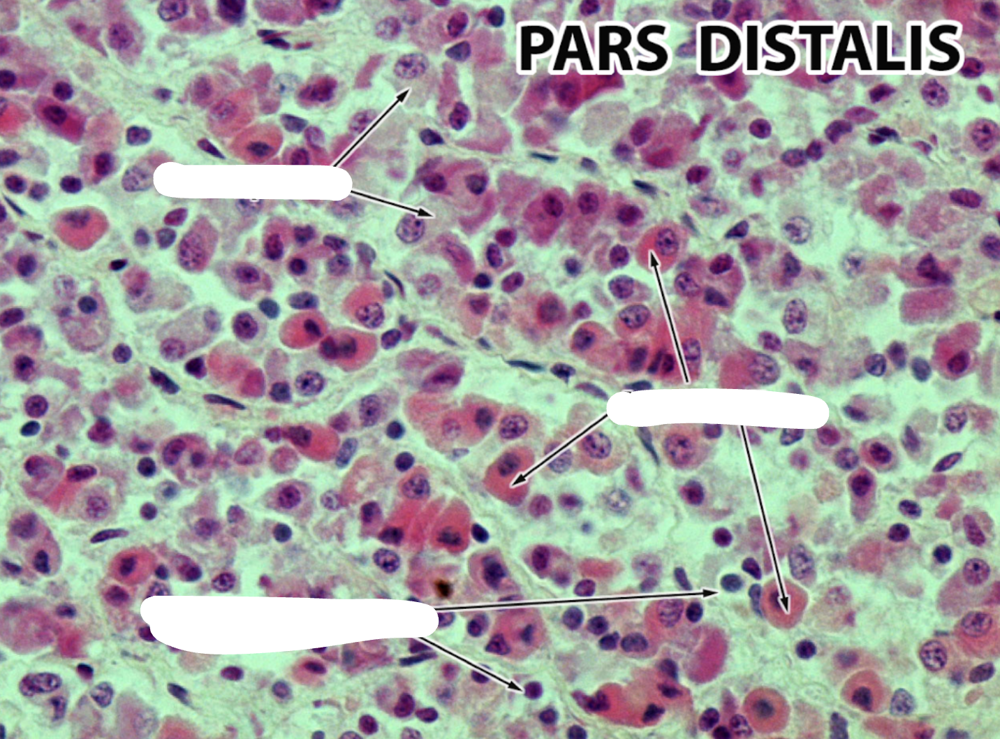 <p>Label the cells in the Anterior Pituitary gland (ABC)</p>