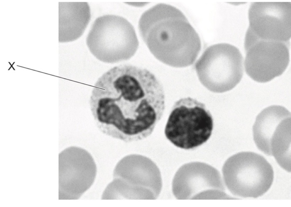 <p>The photomicrograph shows some blood cells.</p><p>What is the name and function of the cell labelled X?</p>