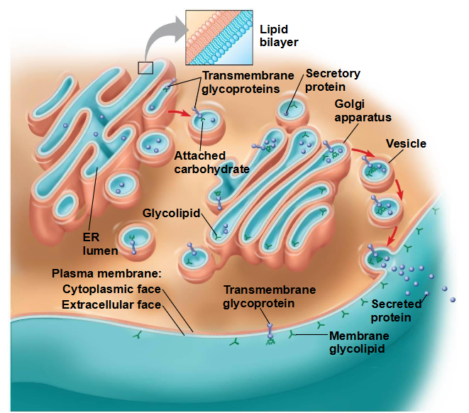 <p>Plasmamembranen zijn selectief doorlaatbaar en</p><p>reguleren het moleculaire verkeer in de cel</p><p>stofuitwisseling tussen cel en extracellulaire omgeving gebeurd door het plasmamembraan</p><p><span data-name="black_small_square" data-type="emoji">▪</span> Receptoreiwitten, receptoren en andere moleculen uit de extracellulaire vloeistof worden in de vesikels getransporteerd</p><p><span data-name="black_small_square" data-type="emoji">▪</span> Leeggelopen receptoren worden teruggevoerd naar het plasmamembraan</p>