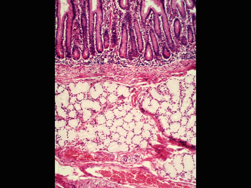 <p>this image is of what structure</p>