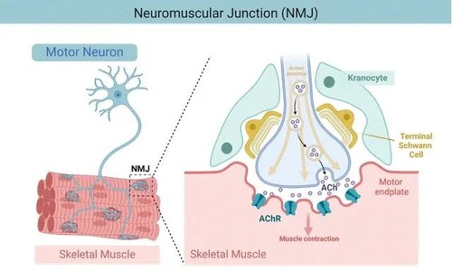 <p>It acts as a neurotransmitter that stimulates muscle contraction.</p>