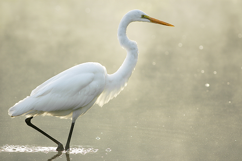 <p>great egret</p>