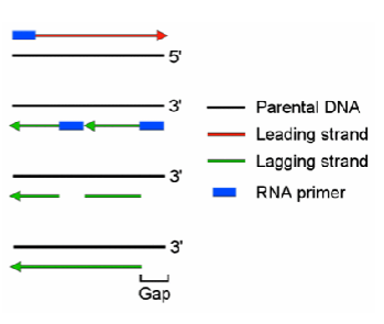 <p>end-replication problem in eukaryotes</p>