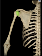<p>head (articulation)</p>